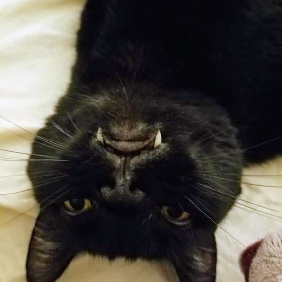 Meet your Posher, Emily - Picture 11 of 14